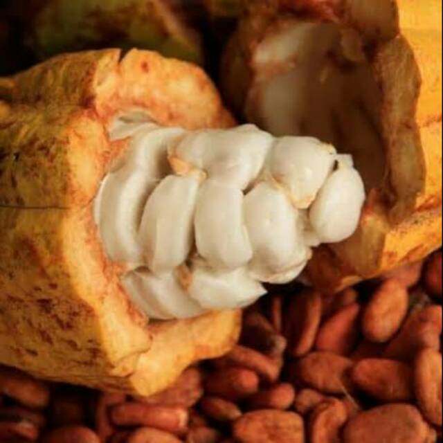 

Buah coklat / kakao matang 1buah 500-600gr fres dari pohon
