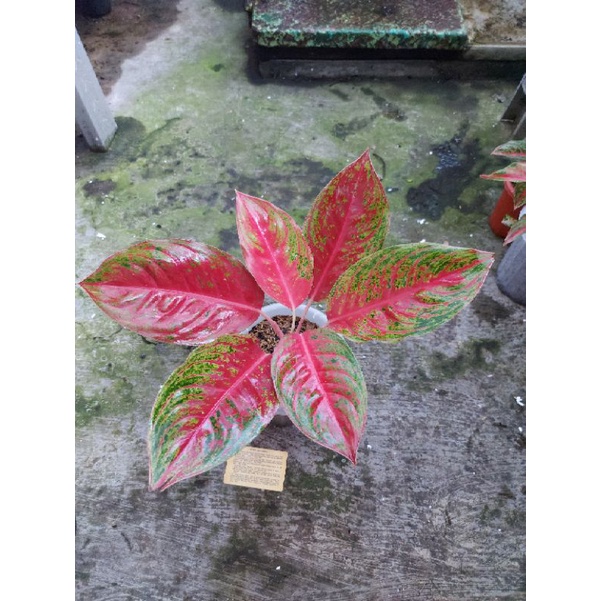 Aglaonema Red Regency