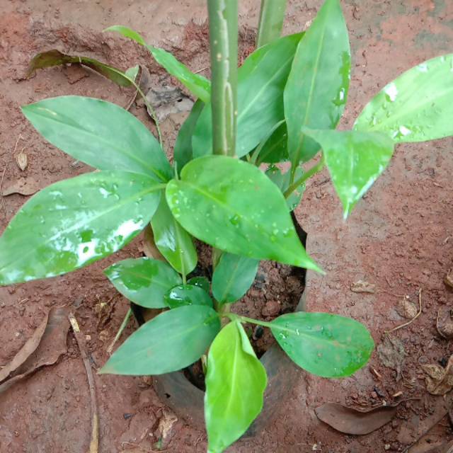 Pohon Lempuyang Tanaman Herbal Lempuyang