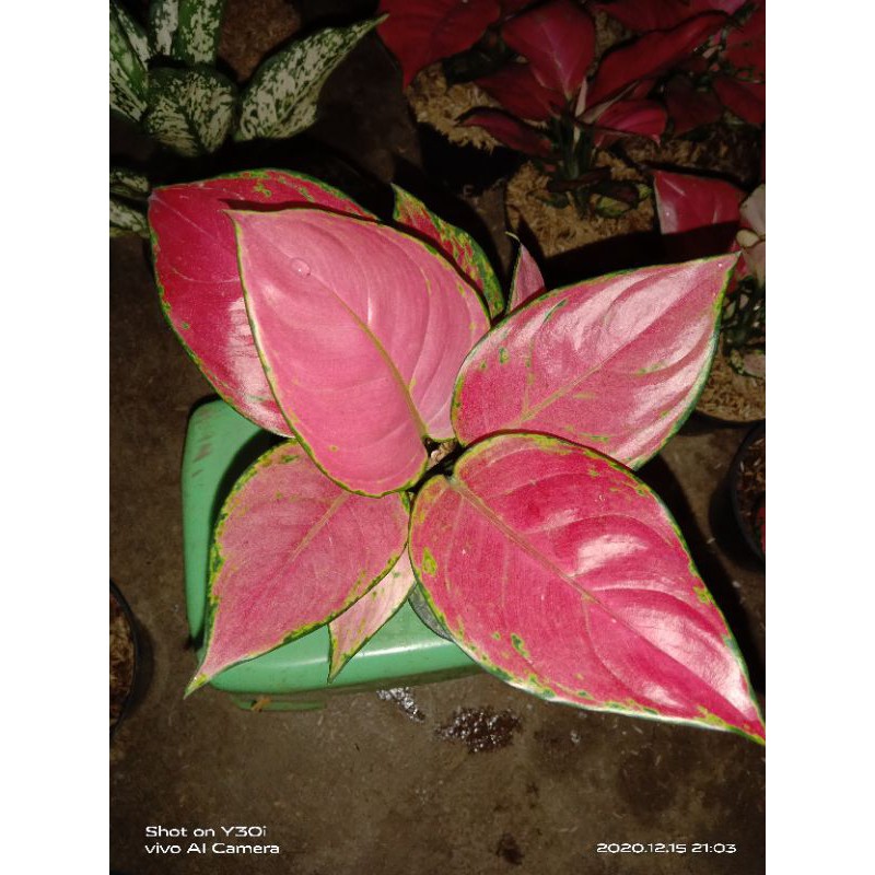 Aglonema pink katrina