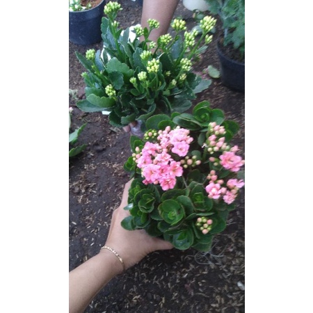 tanaman hias caladiva/ cocor bebek bunga tumpuk pink