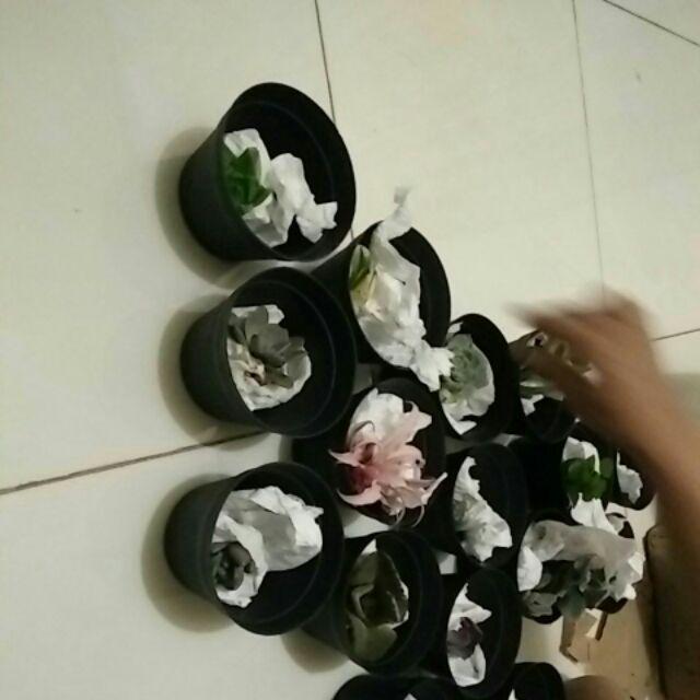 Paket Hemat Tanaman Hias Sukulen Kaktus Isi 5pcs Bisa Indoor Outdoor