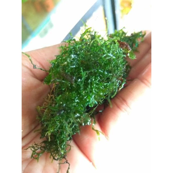 Tanaman Moss Aquascape Ricardia Shopee Indonesia