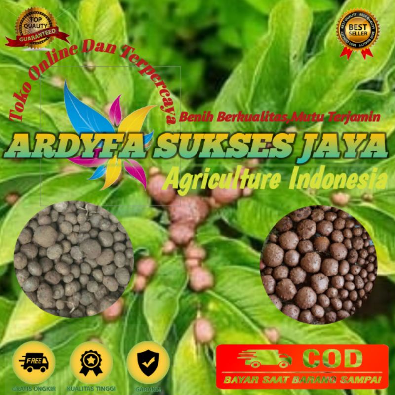 BIBIT KATAK PORANG/BENIH KATAK PORANG KUALITAS SUPER ASLI DORMAN100%