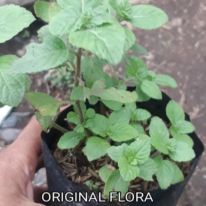 Bibit Cincau Hitam Daun Cincau Hitam Pohon Cincau Hitam