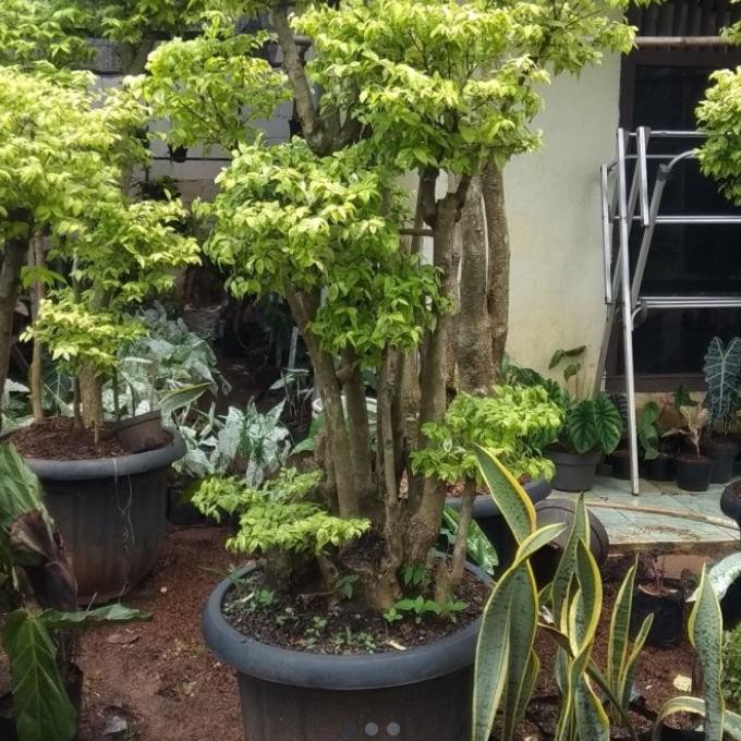Pohon Hias Bonsai Anting Putri Rimbun Besar/ 1-2 M Mawarolshop1