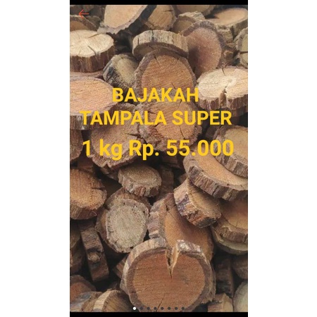 

BAJAKAH TAMPALA SUPER harga 1kg Rp.150.000