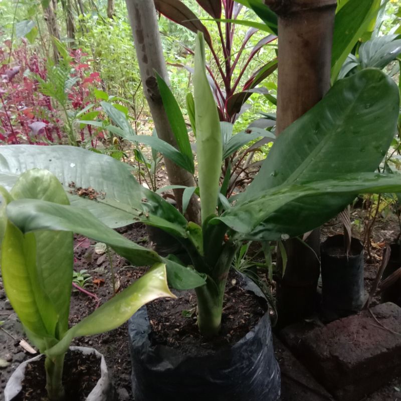 dieffenbachia big ben/ dieffenbachia panglima/ daun bahagia/ Sri rejeki/ beras tumpah/ beras wutah