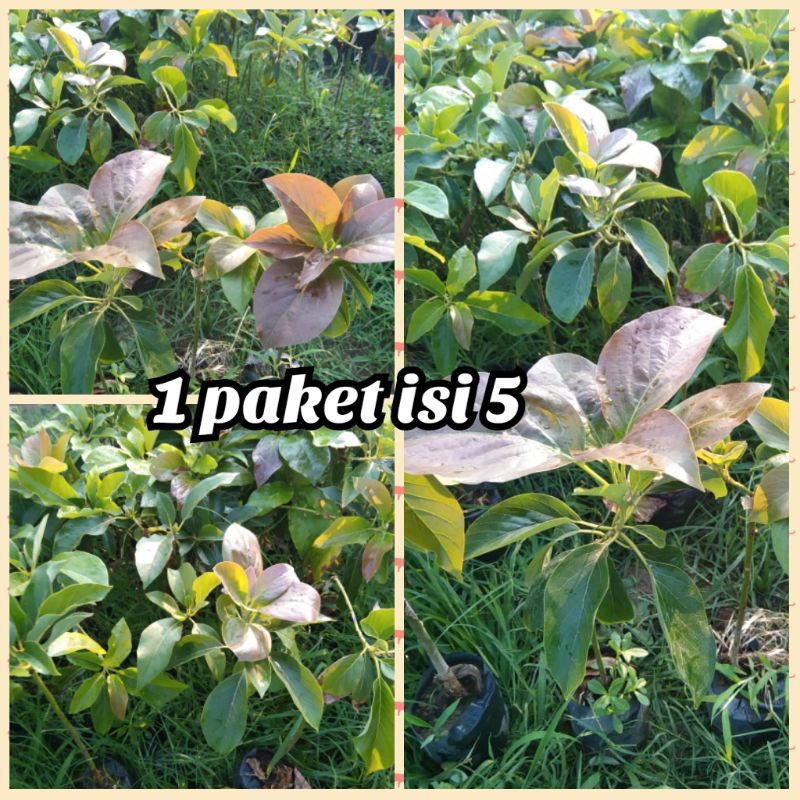 1paket isi 5 bibit alpukat red vietnam