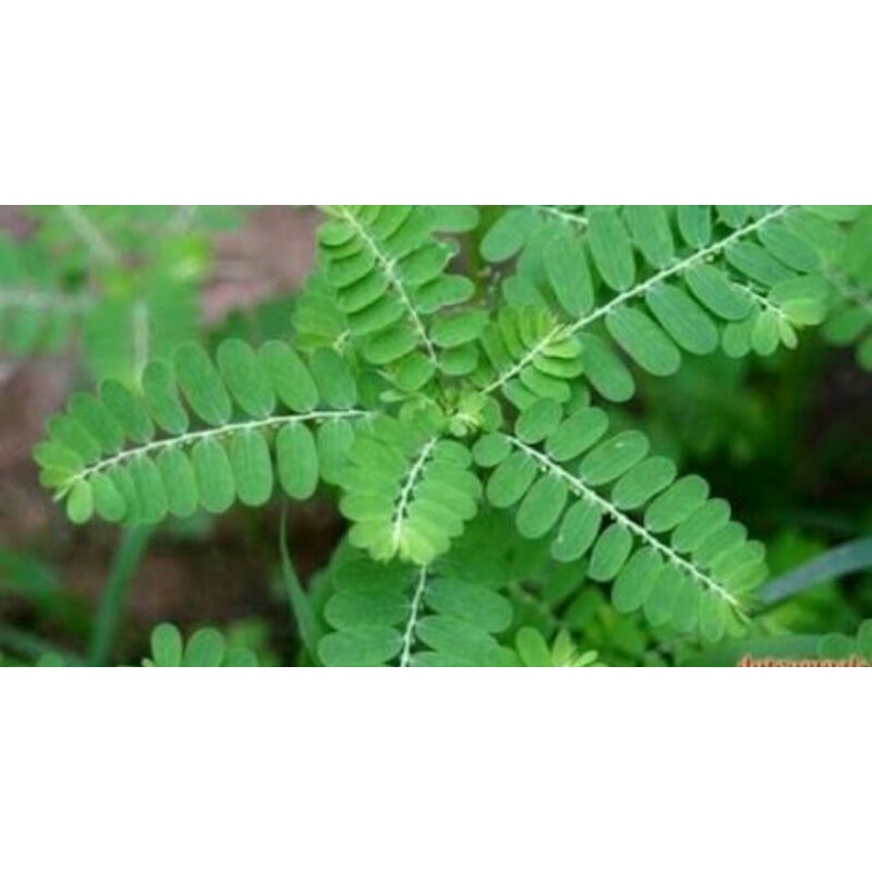 

herbal daun meniran