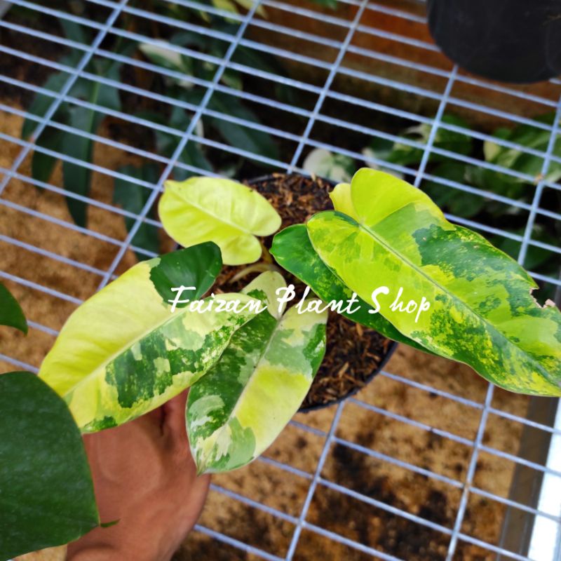 tanaman burlemax varigata tanaman hias burlemax varigata