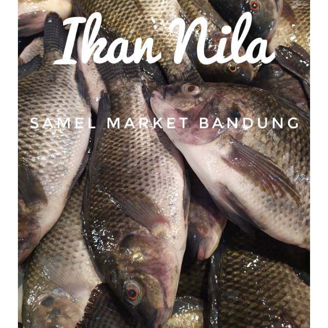 

Ikan Nila Segar 1 kg
