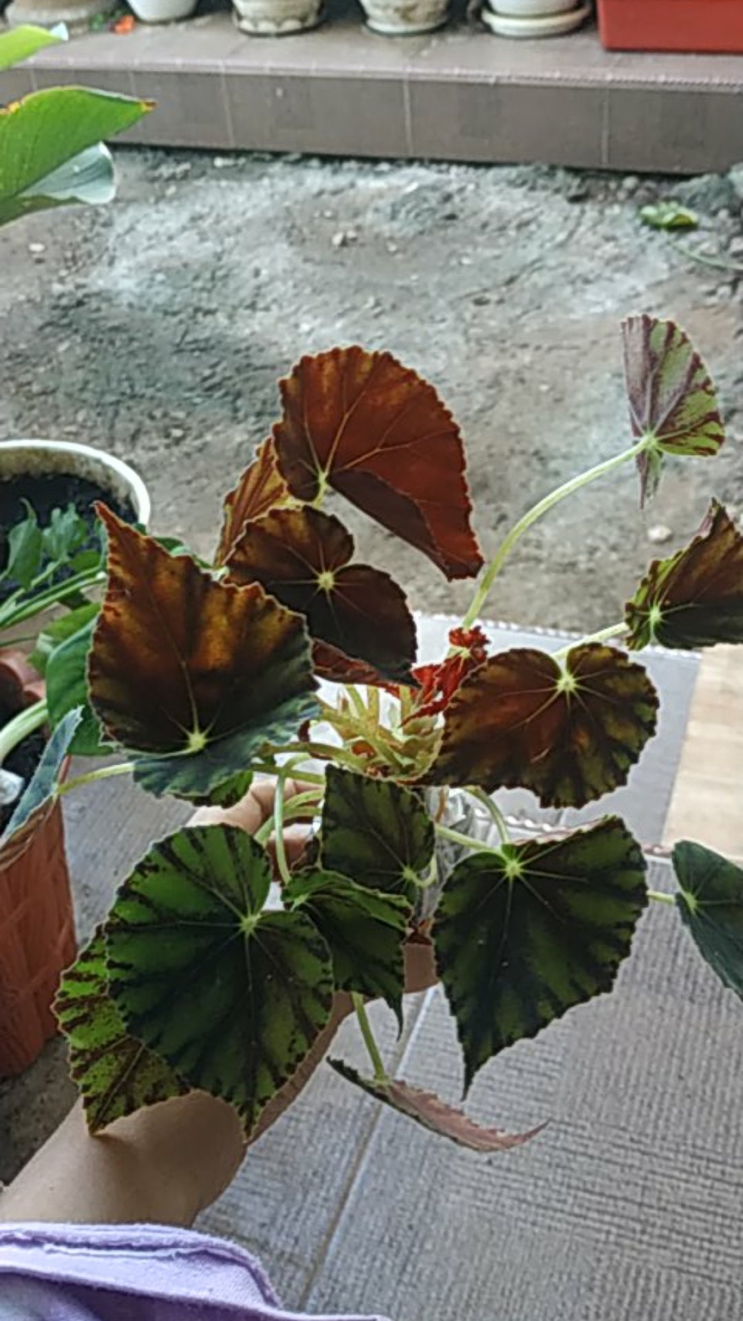 Begonia Tiger