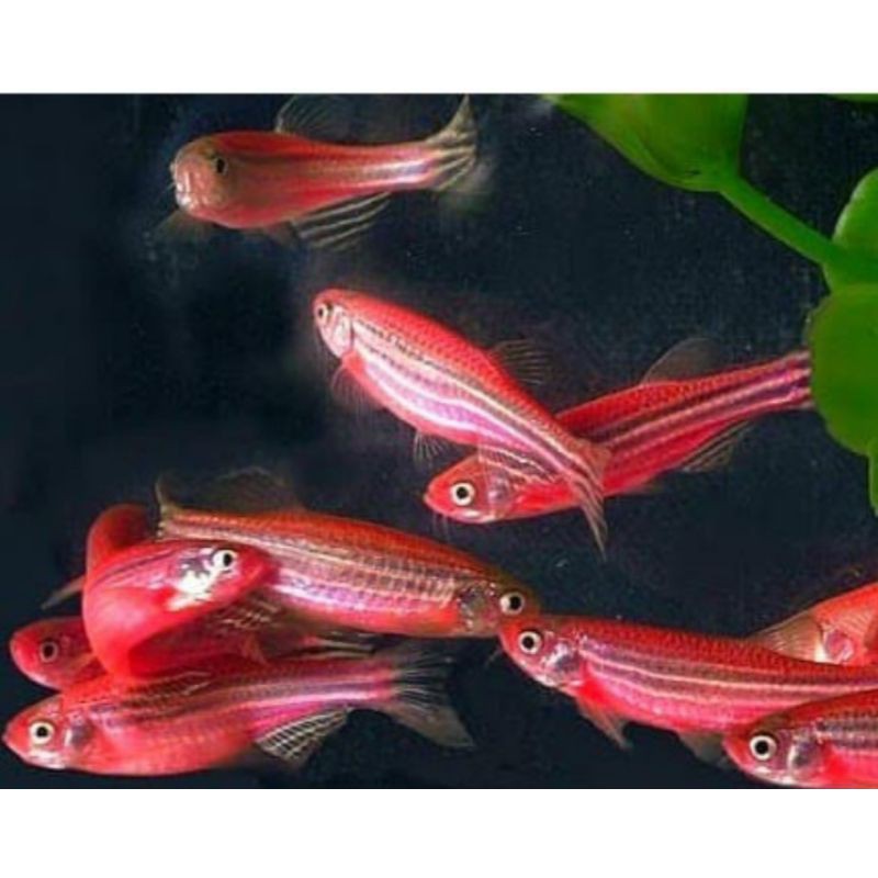 

ikan hias zebra danio merah