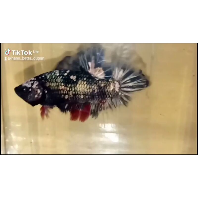 Ikan Cupang Jantan Avatar Cooper Gold