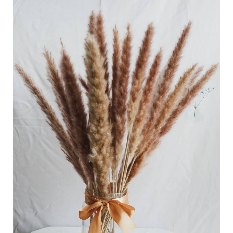PAMPAS IMPOR MINI NATURAL DRIED BUNGA KERING PAMPAS COCOK UNTUK VAS BUKET HIASAN KAMAR KANTOR DLL
