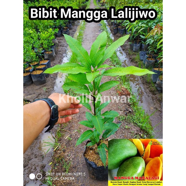 Bibit Mangga Manalagi Lalijiwo
