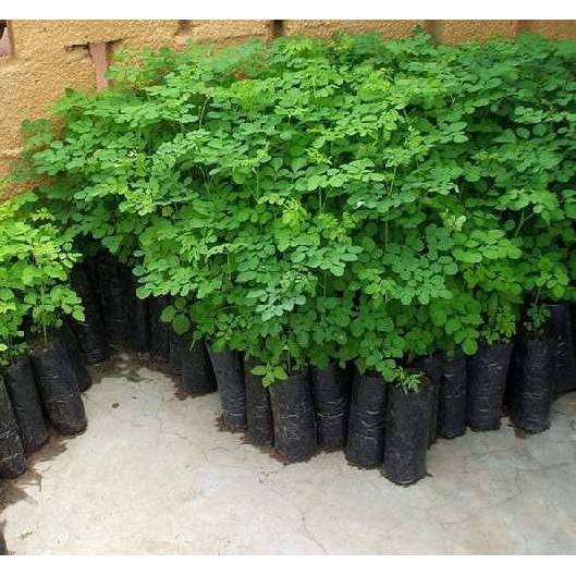  Mewarnai  Gambar  Daun  Kelor Warna Warni Gambar 