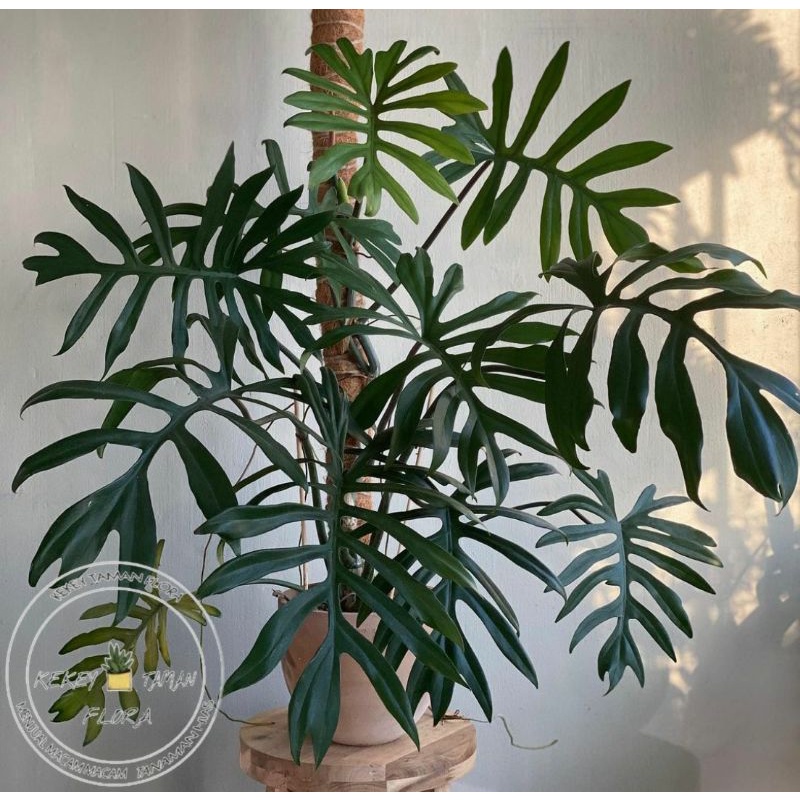 Tanaman Hias Philodendron Mayoi - Philodendron Mayoi