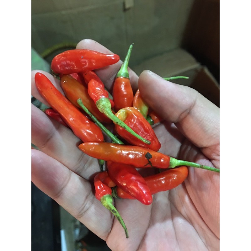 

Cabe Rawit Merah 1kg