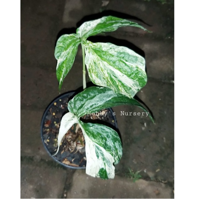 Philodendron Amydrium varigata