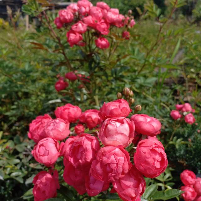 Mawar rambat telur / Climbing rose