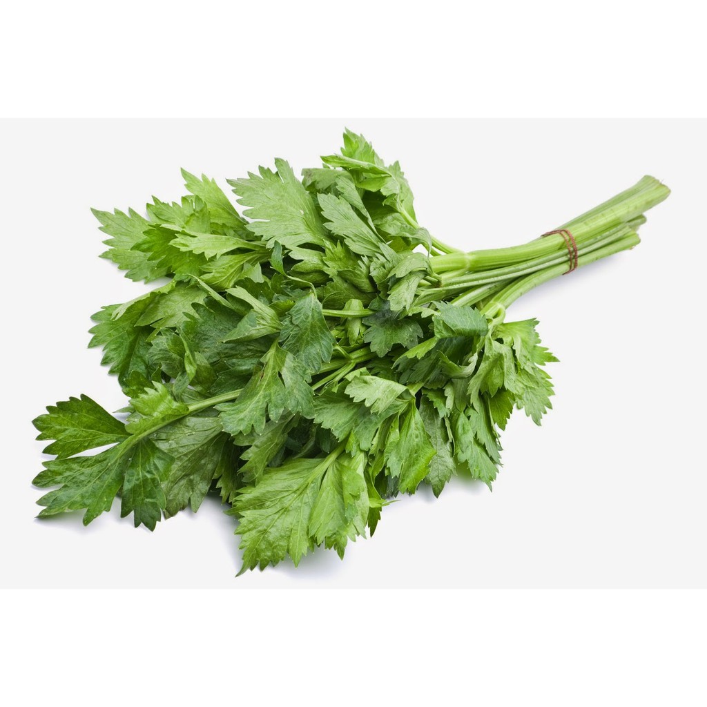 Benih Bibit Biji - Seledri Hijau Chinese Celery Green Leaf Seledri Daun Sop Hibrida F1 Kualitas SUPER - Panen Dalam 50 HST