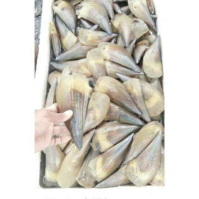 

kerang kampak scallop live hidup