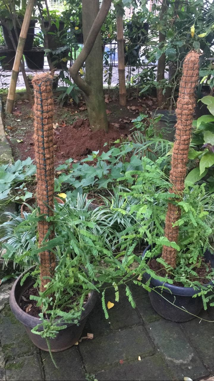 Pohon Daun Saga Sudah Rimbun