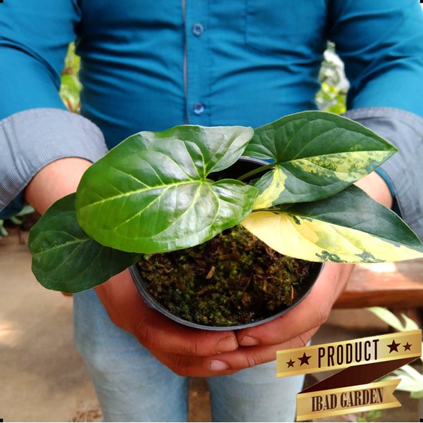 SESUAI GAMBAR Tanaman hias syngonium yellow variegated vs808