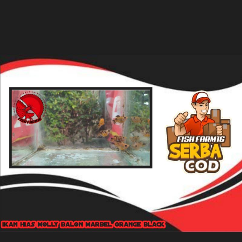 molly balon marbel orange black // ikan hias