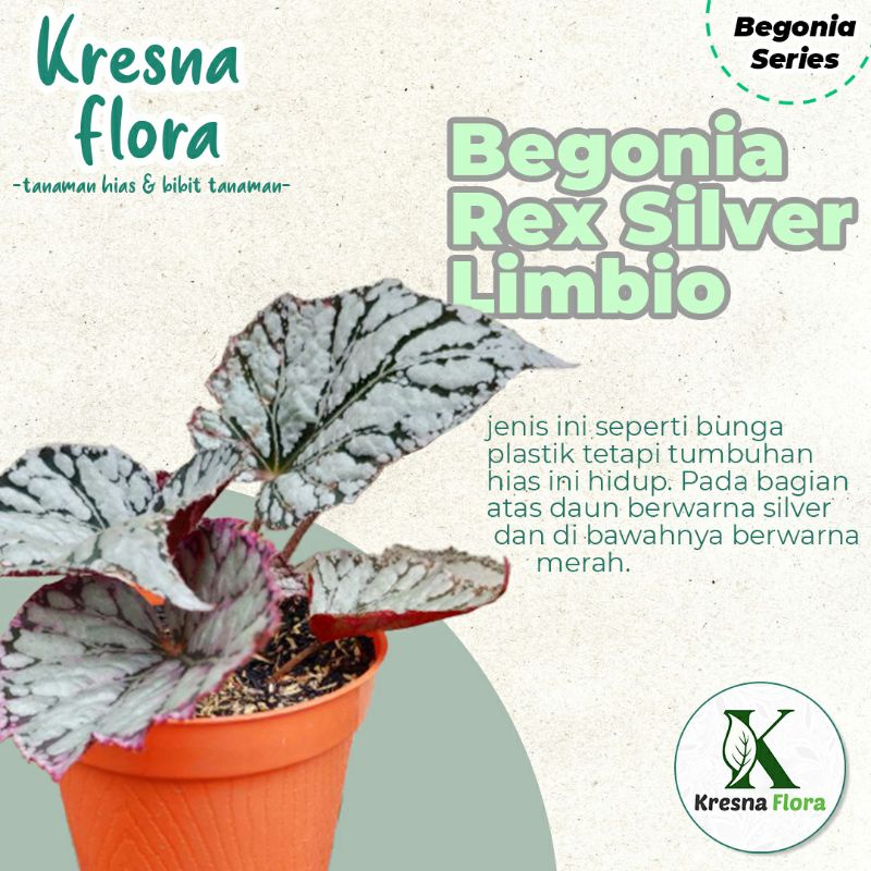 Begonia Rex Silver Limbio