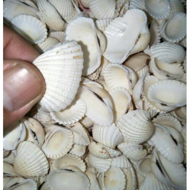 

Kerang putih