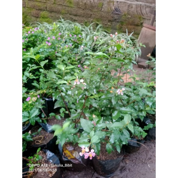 Bibit bunga sakura mikro