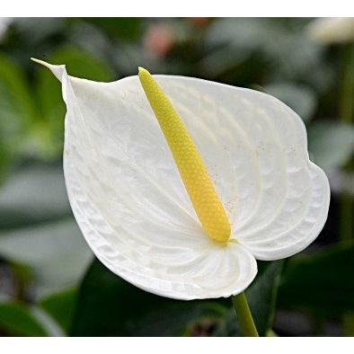 BIBIT BIJI BUNGA WHITE ANTHURIUM (BUNGA ANTHURIUM PUTIH)