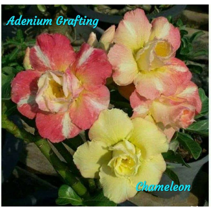 Adenium Grafting "Chameleon"