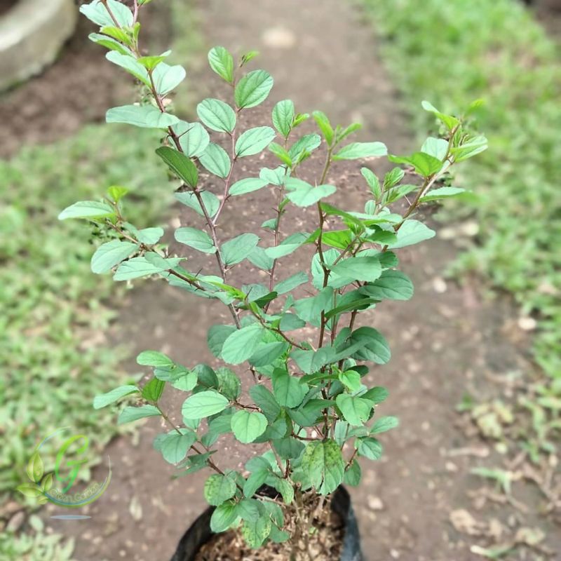 Tanaman Hias Bidara Arab - Pohon Bidara arab - tanaman herbal - pohon bidara arab