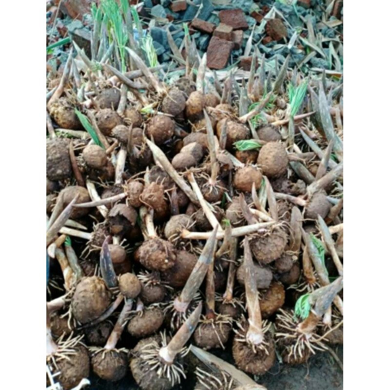 Bibit umbi porang tunas-kuncup-siap tanam 1kg