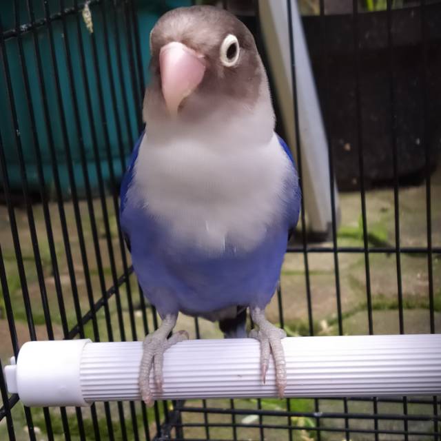 Burung Lovebird Violet DF| Lakbet Violet DF | Remaja Betina
