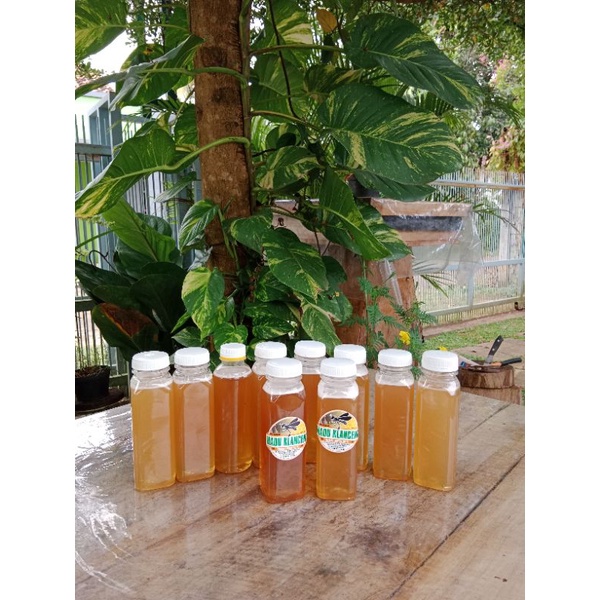 

madu klanceng murni