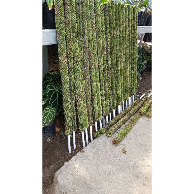 turus lumut buat tanaman