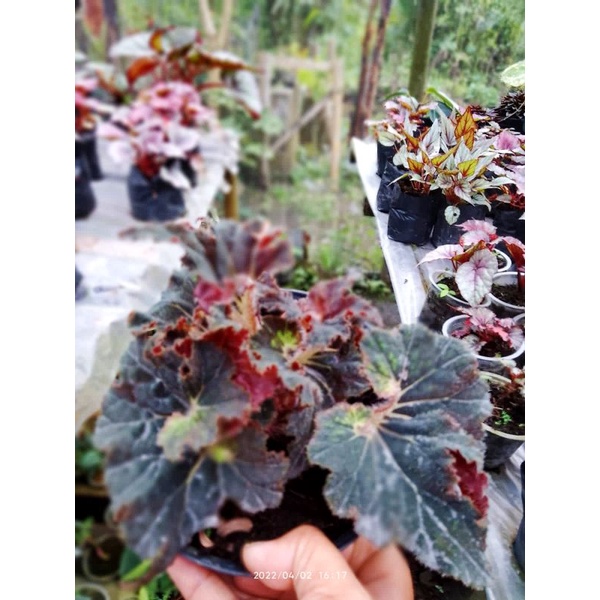 tanaman begonia Keong marun