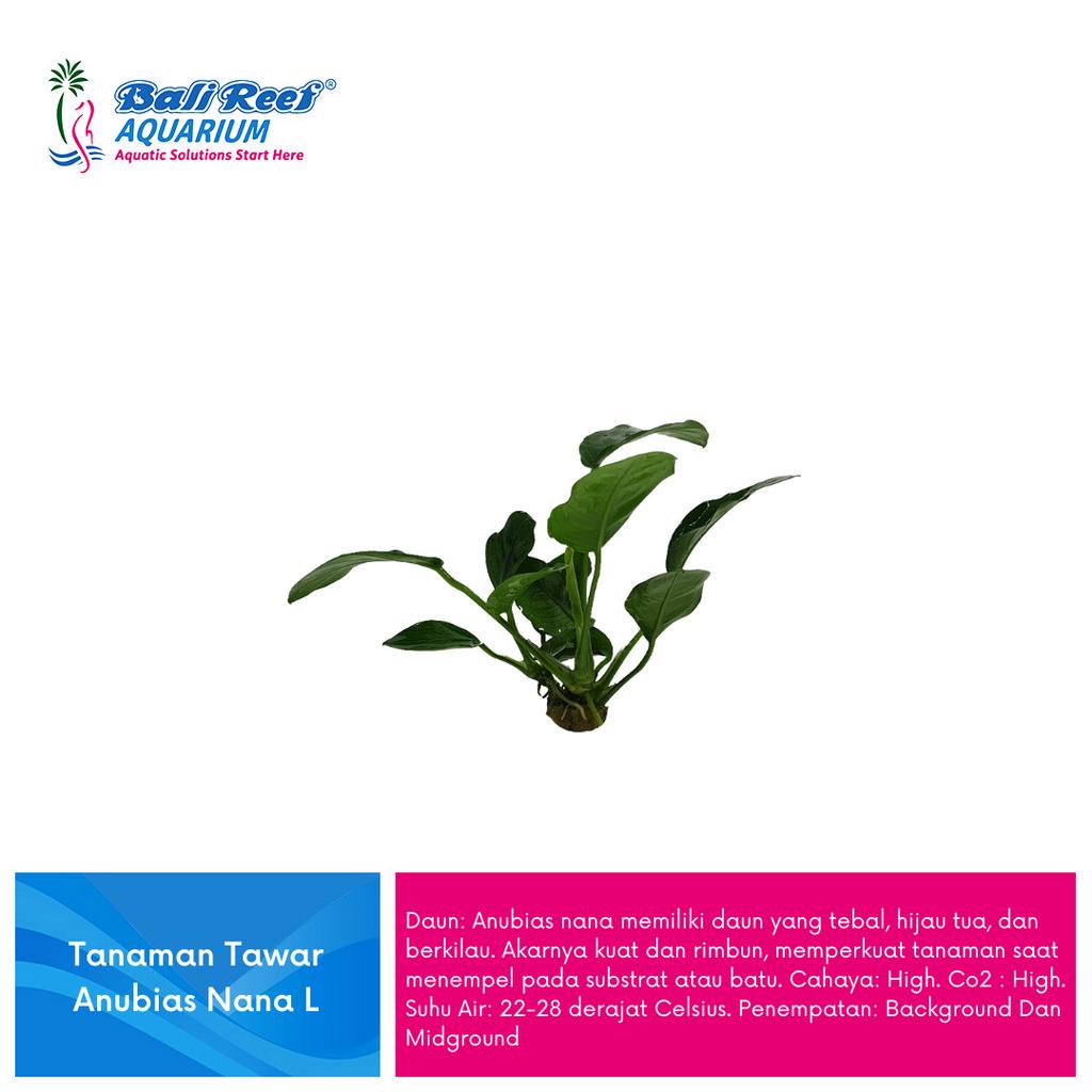 Tanaman Aquascape Anubias Nana