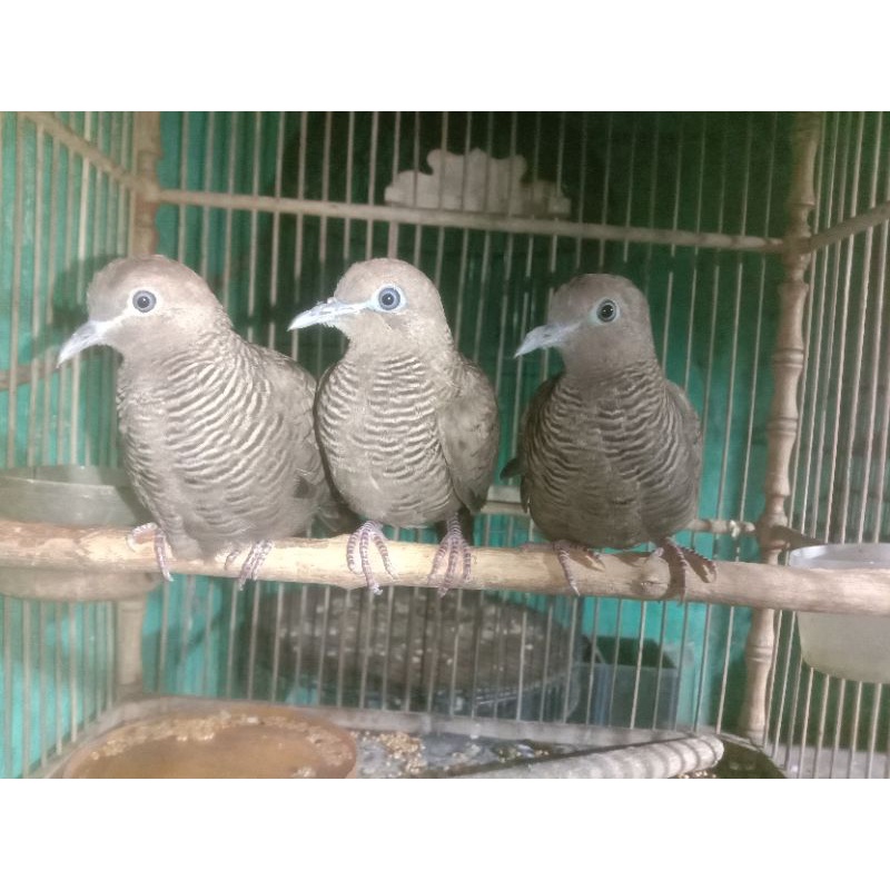 burung perkutut cemani usia remaja