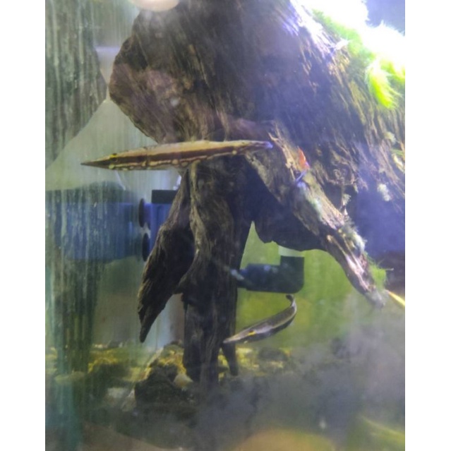 

Pikehead Peppermint Crocodile (Luciocephalus Pulcher)