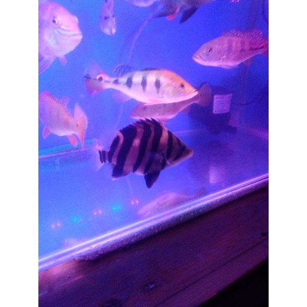 Baby datz 4-5 cm Sumatera