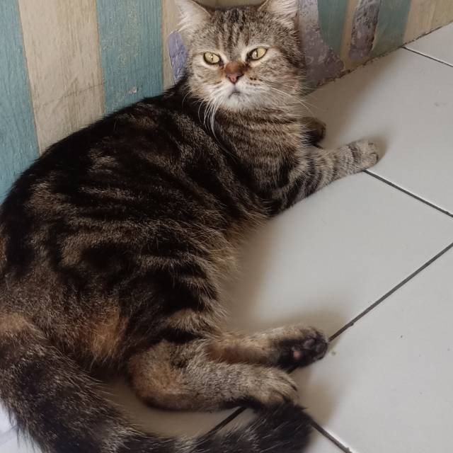 diniarisulistyowati04