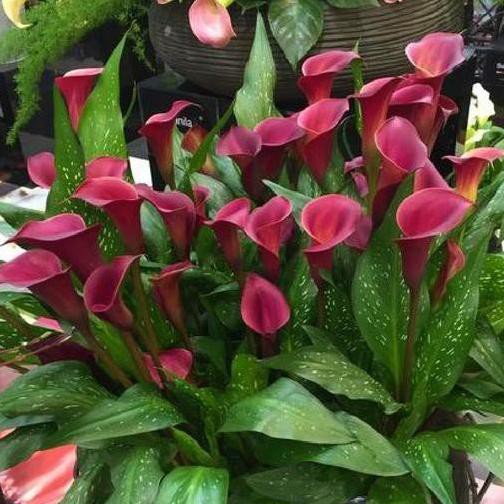 4.4 Tanaman Hidup Bunga Calla Lily Tanaman Hias Bunga Calla Lily