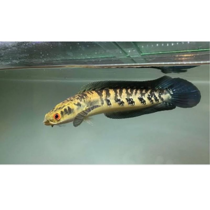 

IKAN CHNNA YELLOW SENTARUM PROGES SIZE14-17