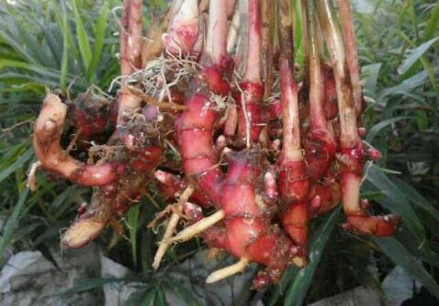 Bibit Jahe Merah Super Premium